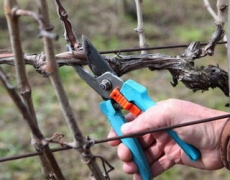 Обрізуванням регулюють ріст та плодоношення виноградних кущів